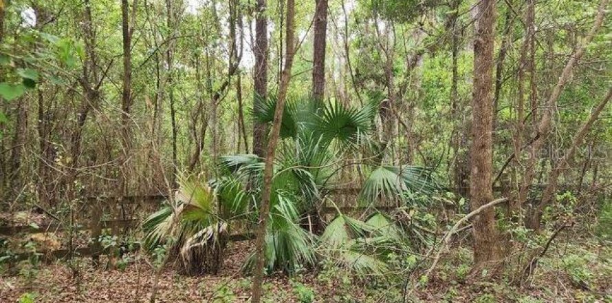 Terreno en Weirsdale, Florida № 1308128