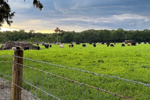 Land in Chiefland, Florida № 1284038 - photo 7