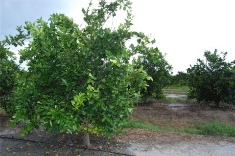 Land in Arcadia, Florida № 1350653 - photo 1