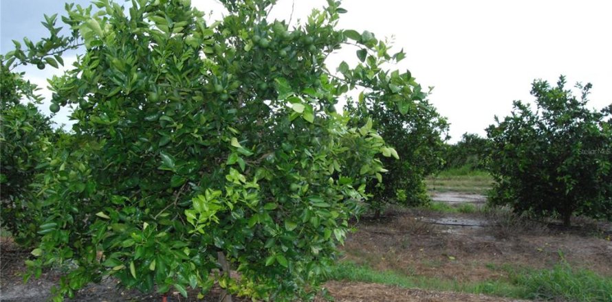 Terreno en Arcadia, Florida № 1350653