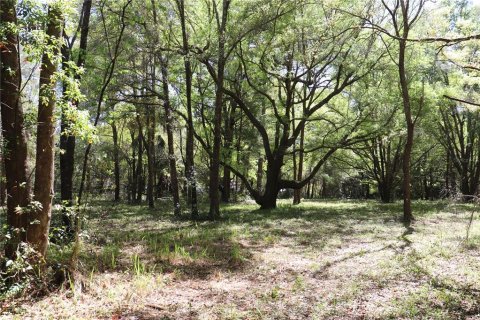 Terrain à vendre à Ocala, Floride № 1062516 - photo 4