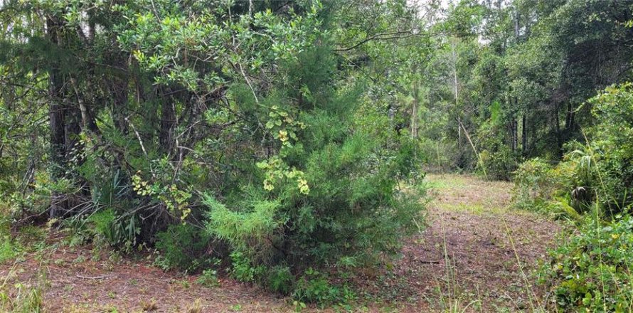 Terrain à Bunnell, Floride № 1340055