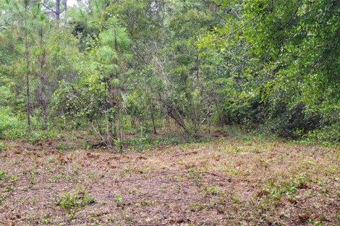 Terrain à vendre à Bunnell, Floride № 1340055 - photo 7