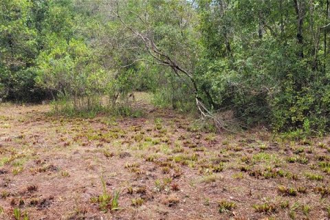 Land in Bunnell, Florida № 1340055 - photo 8