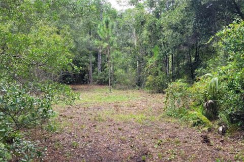 Land in Bunnell, Florida № 1340055 - photo 2