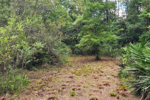 Land in Bunnell, Florida № 1340055 - photo 11