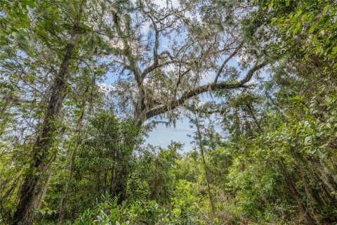 Land in White Springs, Florida № 1340787 - photo 11