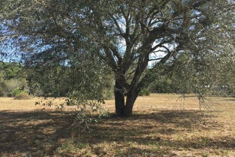 Land in Okeechobee, Florida № 1024737 - photo 4