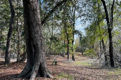 Land in Bell, Florida № 1297607 - photo 17