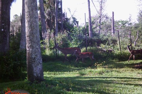 Land in Palm Coast, Florida № 1343538 - photo 27