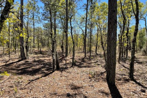 Land in Bronson, Florida № 1333721 - photo 7