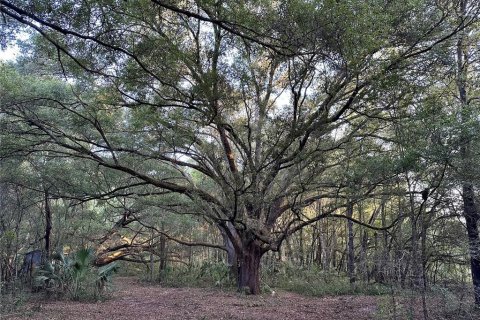 Terreno en venta en Archer, Florida № 1349093 - foto 9