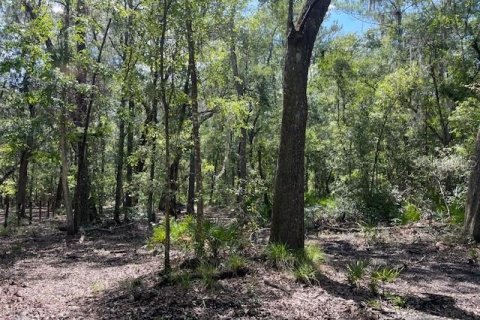 Terreno en venta en Micanopy, Florida № 1404948 - foto 1