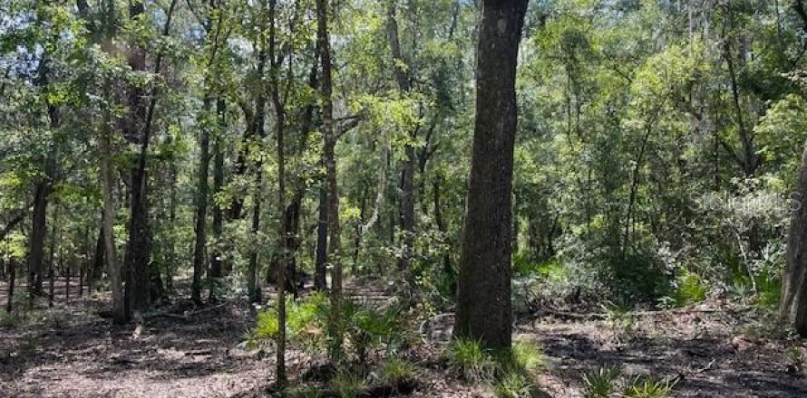 Terreno en Micanopy, Florida № 1404948